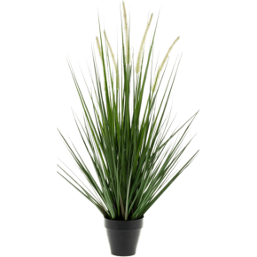 alopecurus-grass-53cm