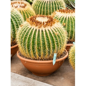 echinocactus-grusonii-50x50