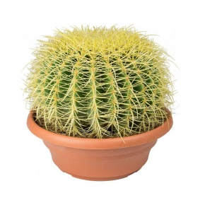 echinocactus-grusonii-golden-barrel-cactus-28cm_2128994957
