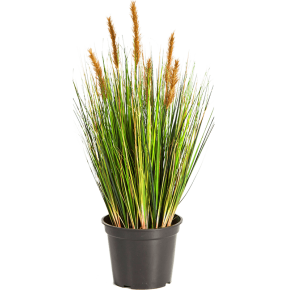grass-foxtail-brown-60cm
