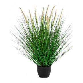 grass-pennisetum-woodside-bush-55m