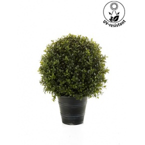 mu-buxus