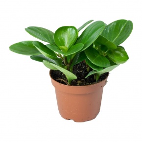 peperomia-obtusifolia-green-baby