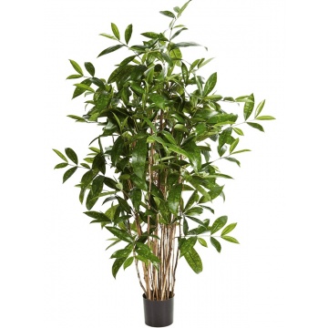 8fw26004n-dracaena_surculosa_tree-120