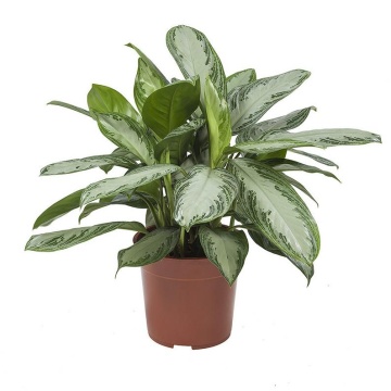 aglaonema-siver-bay