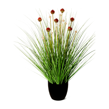 allium-grass-red