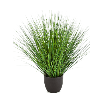 fountain-onion-grass-85cm