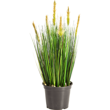 grass-foxtail-yellow-60cm