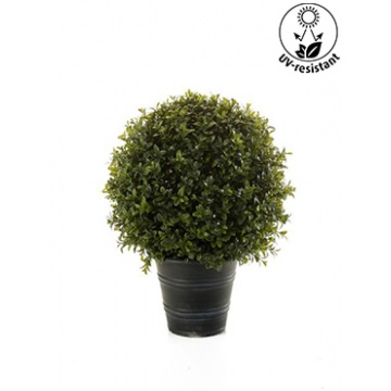 mu-buxus