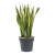 4salatu16-medium_30cs_95cm_1802183152