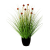 allium-grass-red_1937148433