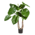 alocasia-calidora-tuft-100cm_1847462342