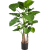 alocasia-calidora-tuft-120cm_1804974080