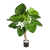 alocasia-calidora-tuft-80cm_2123750444