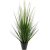 alopecurus-grass-120cm_686044483