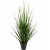 alopecurus-grass-53cm_1371586803