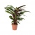 calathea-rufibarba