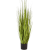 carex-grass-120cm_1356119604
