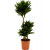 dracaena-compacta-21x110