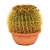 echinocactus-grusonii_2053720018