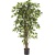 ficus-liana-210