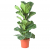 ficus-lyrata-noeveny-orias-fikusz