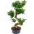 ficus-microcarpa-22x50_120282850