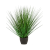 fountain-onion-grass-50cm_1371344227