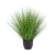fountain-onion-grass-85cm_1561881436