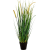 foxtail-wild-grass-60cm_340962348