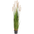 grass-foxtail-brown-180cm