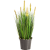 grass-foxtail-yellow-60cm_1228604402