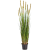 grass-foxtail-yellow-90cm_1924568945