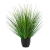 grass-pennisetum-woodside-85m_915565279