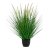 grass-pennisetum-woodside-bush-55m_373547788