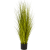 miscanthus-gold-grass-105cm_912848526