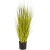 miscanthus-gold-grass-85cm_1025726659