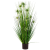 onion-star-grass-105cm_1899732711