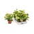 peperomia-marble