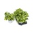 peperomia-obtusifolia-golden-gate_1585644328