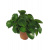 peperomia-obtusifolia_1215161031