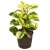 peperomia-usa