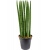 sansevieria-straight-21x70
