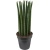 sansevieria-straight-30-90