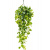 scindapsus-epipremnum-aureum-22x30