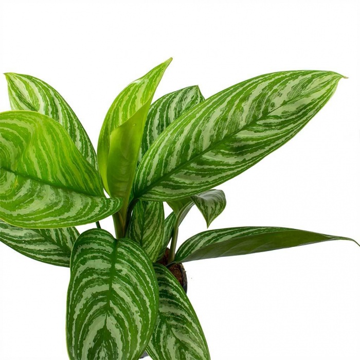 aglaonema-stripes-_123527096