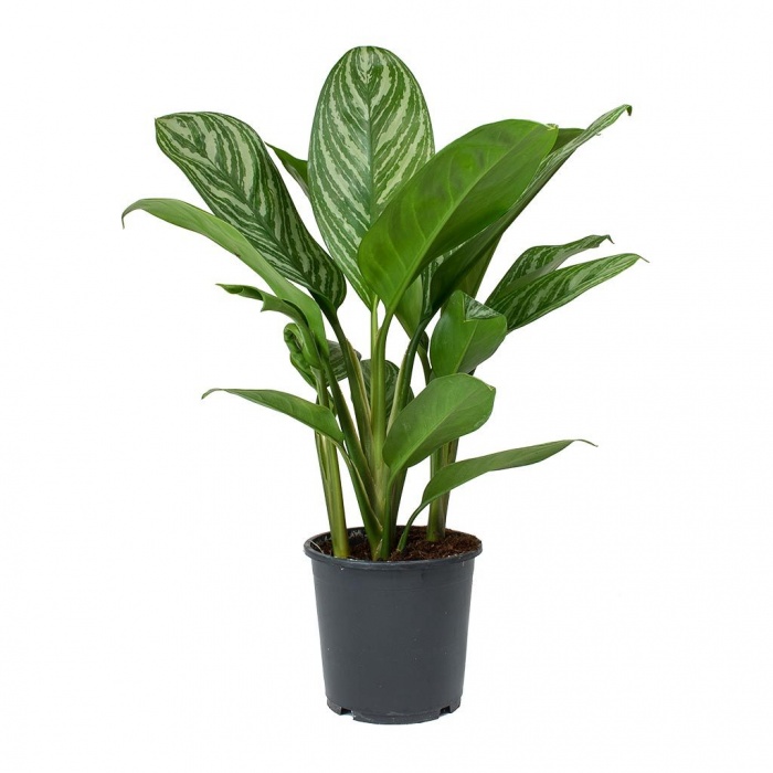 aglaonema-stripes_879204509