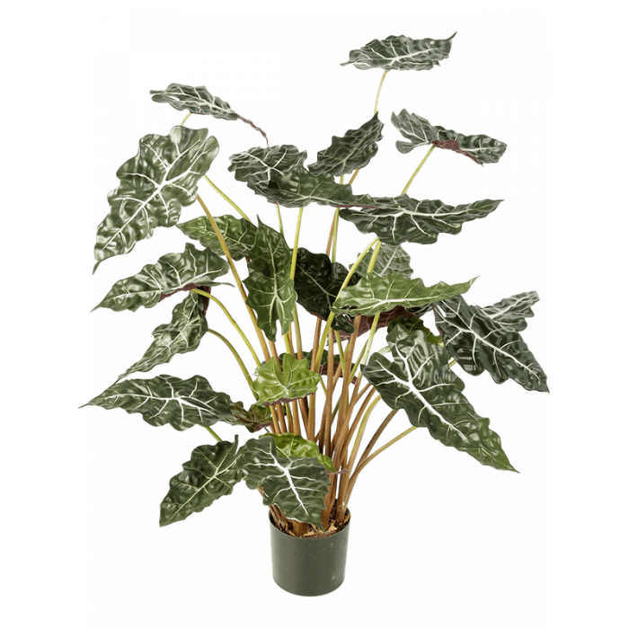 alocasia-tuft-110cm