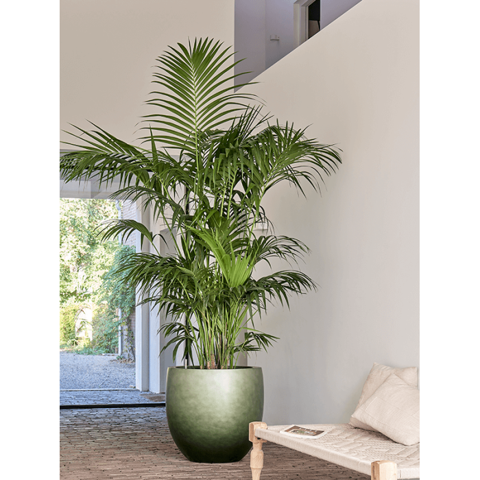 baq_gradient_couple_matt_forest_green_70_2_2061215491