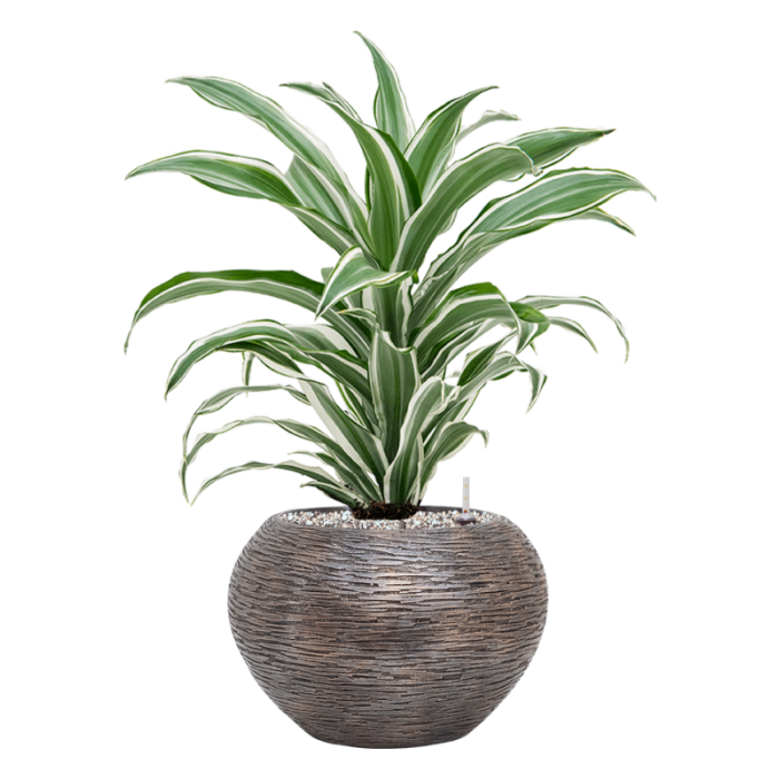 baq_luxe_lite_universe_wrinkle_bronz_28_dracena